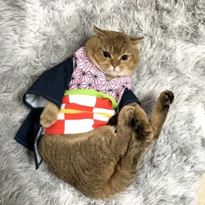 kimono for pets